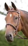 Shires Salisbury Fairford Bridle in Black Cob, Black