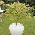 Acer shirasawanum 'Moonrise' Japanese Maple in a 3L Pot