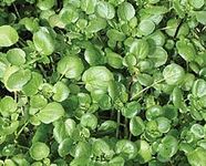 JustSeed - Salad Vegetable - Watercress - Nasturtium officinale - 6000 Seeds