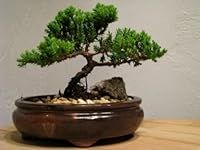 9GreenBox Live Bonsai Tree - Junipe