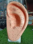 Dr. Choudhary Acupuncture Ear Model 22cm For Acupuncture Auricolour Therapy Treatment and Acupuncture Learning Students Easy to Identify Points English Language