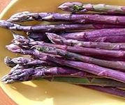 Purple Passion Asparagus 25 Roots -