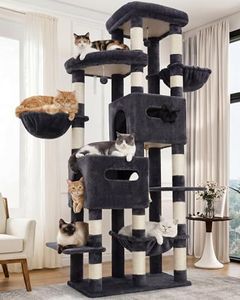 Heybly Cat