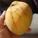 Native Earth Nursery " Gold Nugget Mango " Hybrid 1 Healthy Live Plant (Grafted Plant, 2-3 Feet Height)