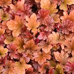 Heuchera Peach Flambe - Coral Bells Garden Ready Potted Plants - Outdoor Perennial in Pot - Hardy Flowering Plant (3 Litre Pot, 20-30cm)