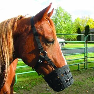 Cashel Grazing Muzzle