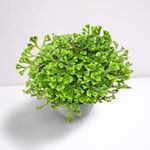 Creative Farmer Outdoor Plant African Club Moss- Delicate Groundcover Rare Collection Indoor (Healthy Live Plant)