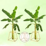 ROLLYWARE Heavy Stainless Steel Decorative Banana Plant Stand for Ideal for placing the banana plant / tree / stem Stand for puja/ Religious and other ceremonies,pack of 2