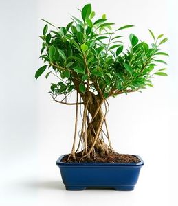Abana Home