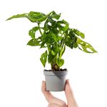 Baby Window-Leaf Monstera Plant - Monstera Obliqua Small Rare Indoor Houseplant in 6cm Pot | Mini Plant with Perforated Foliage | for Home and Office | Grow Your Own Baby Plants