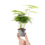 Baby Asparagus Fern Plant - Asparagus Plumosus Small Indoor Evergreen Perennial Houseplant in 6cm Pot | Miniature Plant with Feathery Foliage | for Home and Office | Grow Your Own Baby Plants