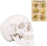 MIIRR Life Size Skull Model, Labele