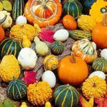 Pumpkin Ornamental Seeds Mix Giant Vegetable for Planting Decorative Unique Giant Organic Non GMO 10 Seeds