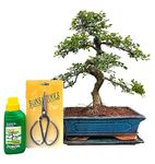 Bonsai Trees (15yr Old S Style Elm Gift Set)