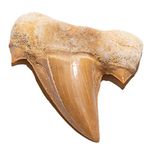 (Authentic Shark Tooth) - KALIFANO Authentic Fossilised Prehistoric Shark Teeth - Morocco