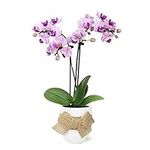 Just Add Ice JA5151 Pink Orchid in 