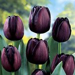 YouGarden Tulip 'Queen of The Night', Set of 20 Bulbs, Size 10/11, Spring Tulip Bulbs for Gardens Ready to Plant in Autumn, Deep Purple Tulips for Gardens