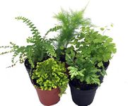 Mini Ferns for Terrariums/Fairy Garden - 5 Different Plants-2" Pots