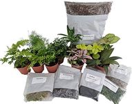 Hirt's Terrarium Kit with 5 Terrarium Plants and 5 Ferns