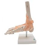 Foot Joint Model with Ligaments,Kou