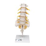 3B Scientific Lumbar Spinal Column + free Anatomy App - 3B Smart Anatomy