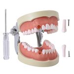Dental Typodont Teeth Model - Removable Tooth Teach Practice Model Teaching Study Typodont Demonstration Model Come with a Small Screwdriver…