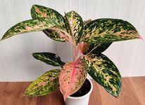 The Four Seasons Aglaonema Fireworks Rare Natural Live Plant in Pot