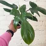 LITTLE JUNGLE Philodendron Florida Ghost Green-Healthy Live Plant with White Pot, Air Purifying Plant, Indoor Plants for Living Room, Gifting Plants, Bedroom, Garden, Balcony, Home Décor & Office Desk