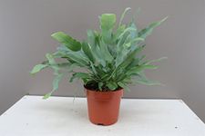 Phlebodium aureum Blue Star - Rabbit's Foot Fern - Bears Paw Fern - Indoor ‘seaweed’ look Green-Blue Leaves - Ideal indoor decorative plant - Adapts well to all environments. (1)