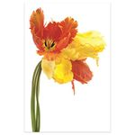 Empire Art Direct Orange Yellow Parrot Tulip on White Frameless Free Floating Tempered Glass Panel Graphic Flower Wall Art Ready to Hang 48" x 32" x 0.2" Orange Yellow Parrot Tulip on White