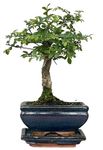 Bonsai Chinese Elm in Ceramic with Saucer House Plant Bonsai Tree Houseplant Plants Easy to Grow Your Own 1x 12cm Potted Plant