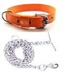 RvPaws Dog Belt Combo of 1 Inch Nylon Collar with Heavy Dog Chain 63 Inch Lengthy Dog Collar Chain (Orange)