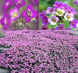 LOBULARIA Maritima (Sweet Alyssum, 