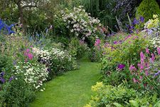 Cottage Garden Favourites 6 x 9CM Plants Mixed Perennial Collection, Ready to Plant Out