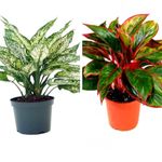 Gurveplantationi Live 2 Air Purifying Plants Combo Of Indoor House Plant In Pots (Pack of 2 Healthy Live Plant) (Aglaonema Snow White, Aglaonema Lipstick)