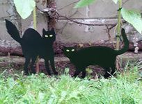 Focus Plastics 2 OFF SCARE CATS PEST CONTROL SCARER REPEL CAT DETERRENT BLACK CAT