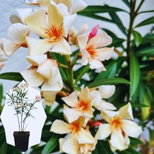 3 Oleander Plants Live, 5 to 8 Inches Long, Tropical Plant Live Shrub, Salmon Oleander Live Plants, Growing Garden