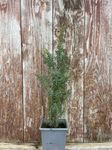 Common Juniper Bush/Tree | Juniperus communis - 9cm Pot - UK Grown