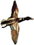 Jackite Inc. Mallard Drake Duck Decoy