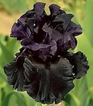 All Night Long Bearded Iris Plant P
