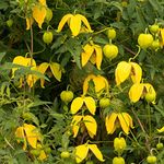 Clematis Tangutica Hardy Shrub Lantern-Shaped Fast-Growing Yellow Flowers Climber Supplied as 1x 1.7 Litre Potted Plant by Thompson & Morgan