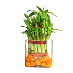 Green Fills 2 Layer Lucky Bamboo Plant in Square Glass with Orange Stones