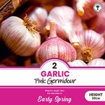 schone 2 x Garlic Pink Germidour – RHS Award of Garden Merit – Aromatic & Sweet Subtle Taste – Fast Growing French Variety – Perennial – for Your Beautiful Garden