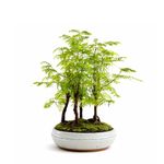 Metasequoia Forest Bonsai Tree – Dawn Redwood Mini Forest – Outdoor Bonsai in Ceramic Pot – Real Live Tree – Unique Gift – 16cm Pot