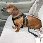 Pet Gear Dog Harness For Cars