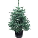 GardenersDream Blue Spruce Pot Grown Christmas Tree - Real Live Fresh Living Potted Plant (4ft, 120cm - Delivery Week 1: 11th Nov - 15th Nov)