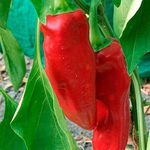 Golden Hills Farm Capsicum Marconi Red Chili Pepper Seeds Vegetable Seeds Home Garden Seeds 100 seeds