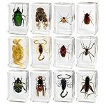 12 Pcs Insect Resin Specimen, Bugs 