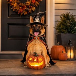 Sprgarde Large Halloween German Shepherd Statue with Lighted Pumpkin, 20.1" Sitting Resin Witch Dog in Black Hat and Cape for Front Porch, Entryway and Indoor Floor Decor