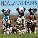 Just Dalmatians 2024 Calendar